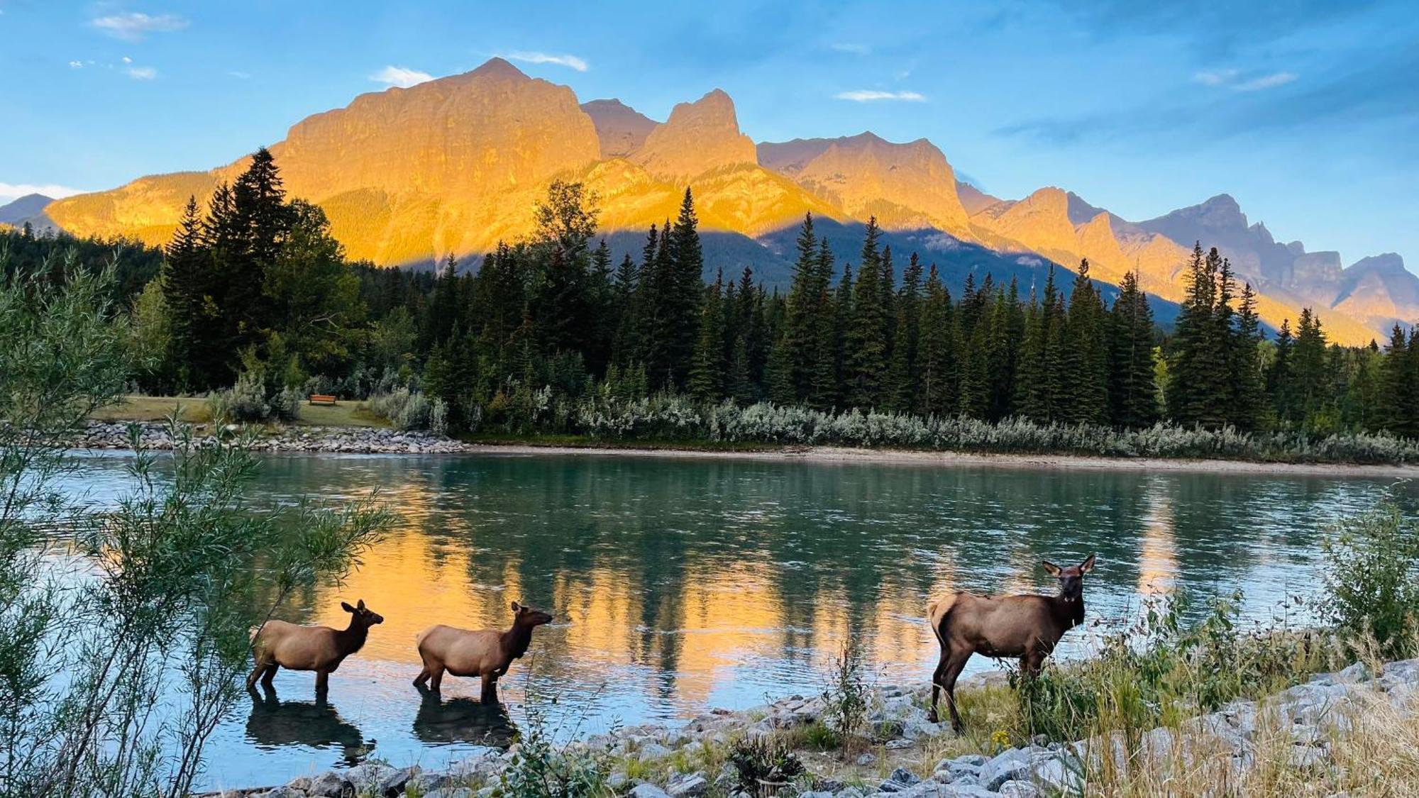 Appartement #202 Cozy Mountain View 2 Bedrooms In Dt Canmore